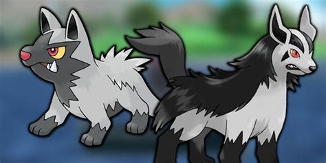 what does poochyena evolve into|Poochyena Pokédex .
